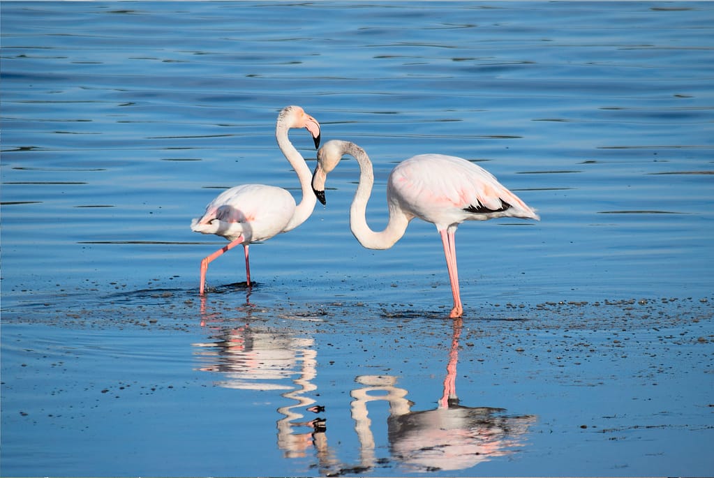 Flamencos en el humedal de Cabo de Gata