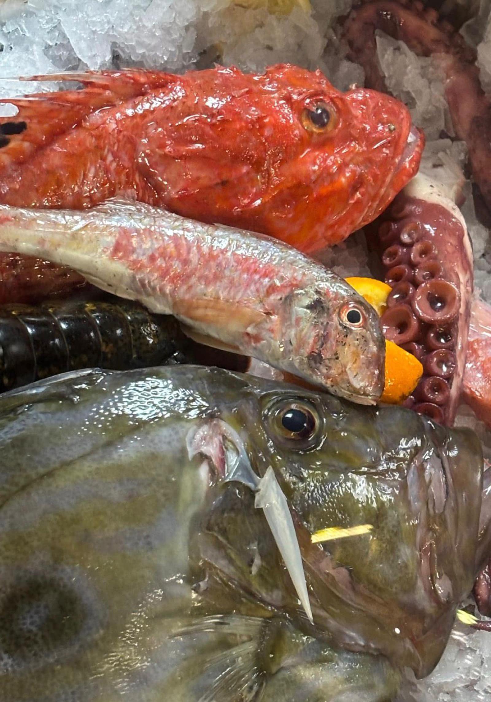 pescado fresco de almeria